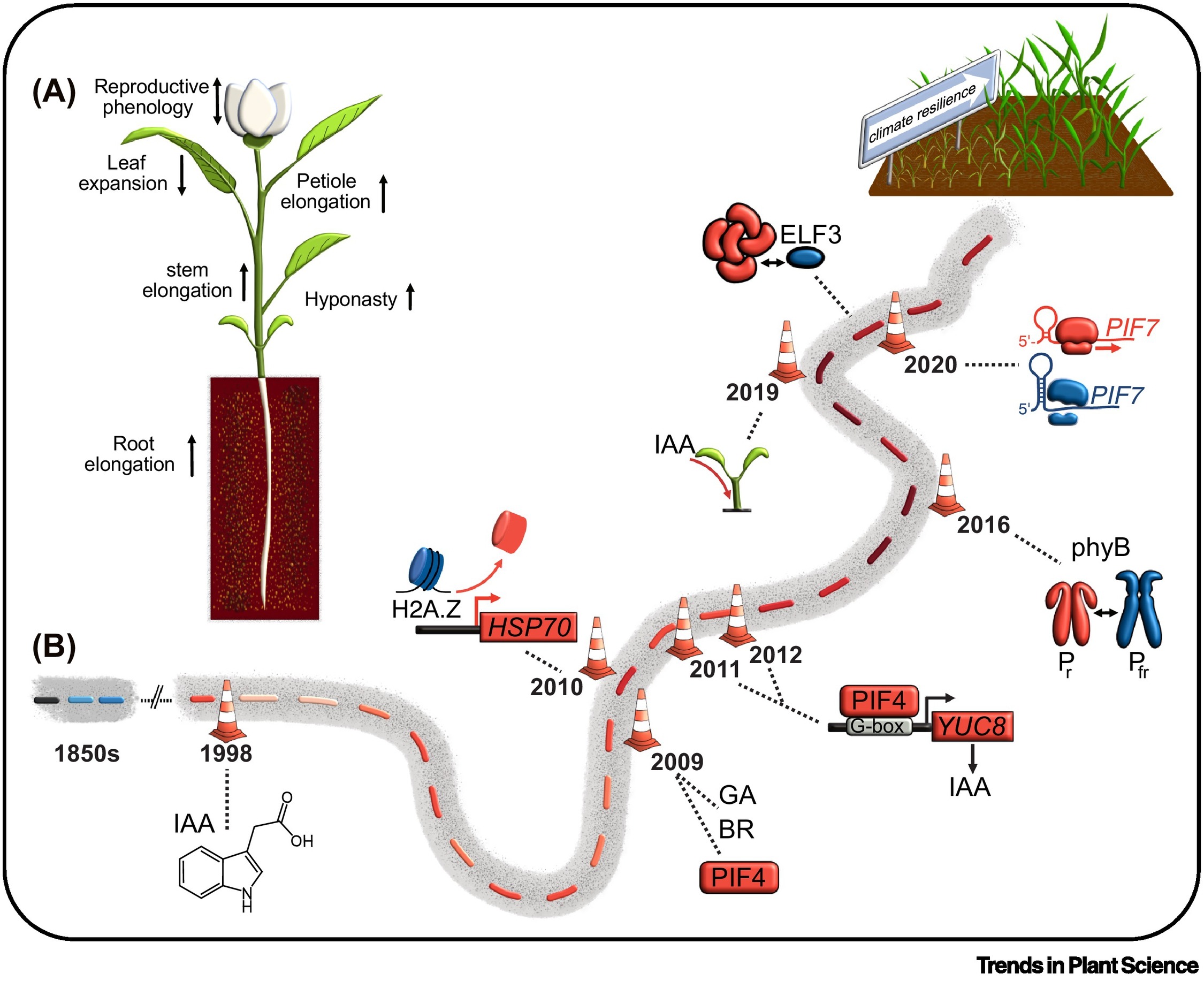 Thermomorphogenesis