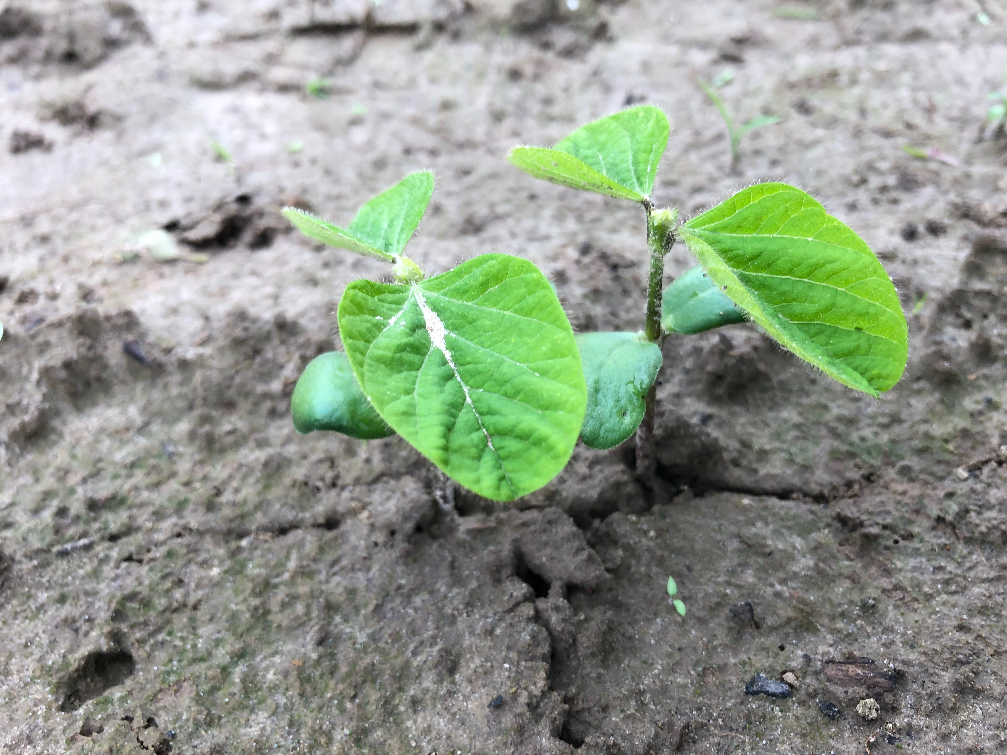 Young Soybean field