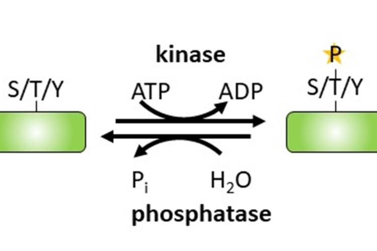 Kinases and Phosphatases